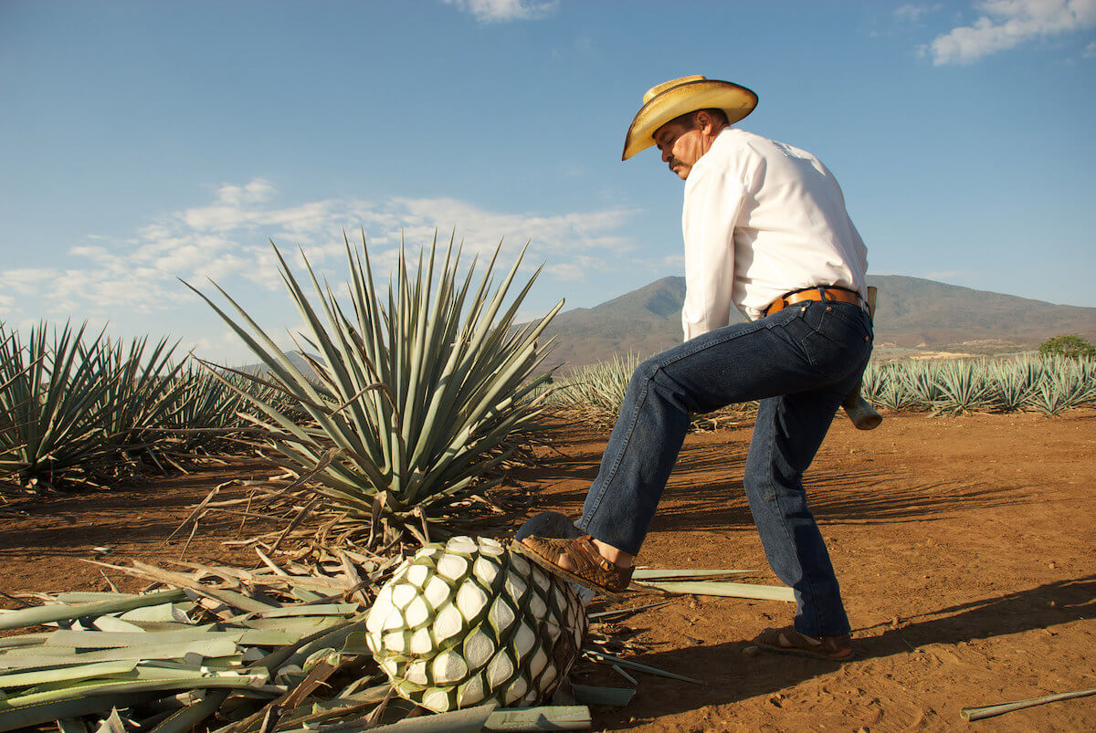 Proceso de elaboración del mezcal